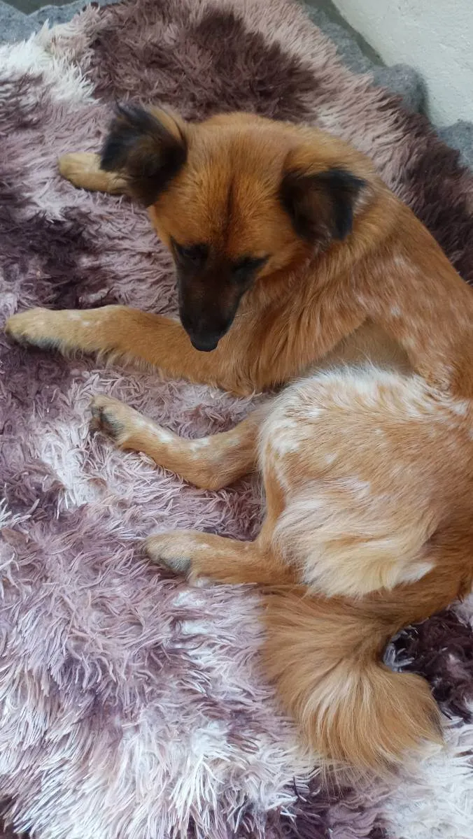 Cachorro ra a Mix colen idade  nome Princesa