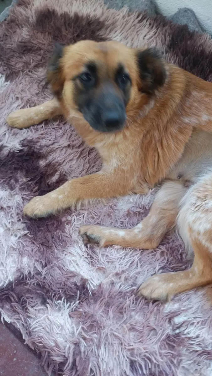 Cachorro ra a Mix colen idade  nome Princesa