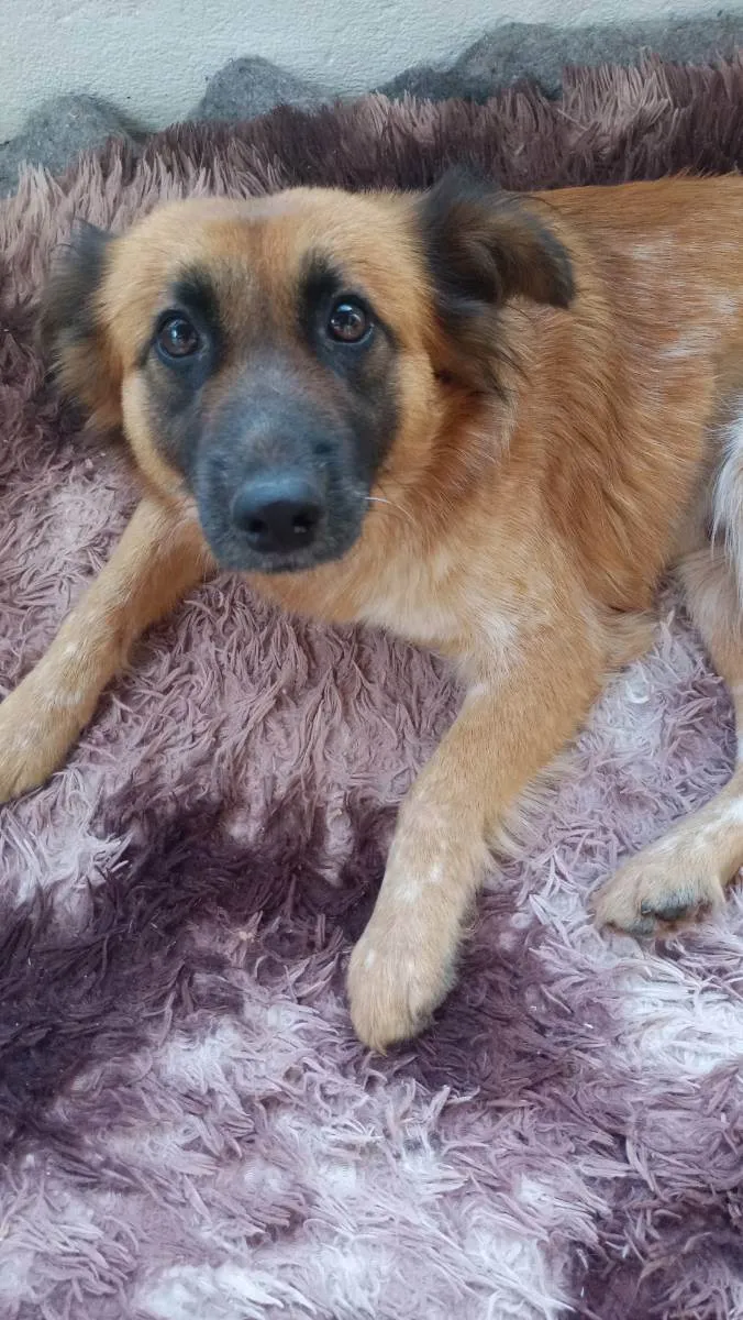 Cachorro ra a Mix colen idade  nome Princesa