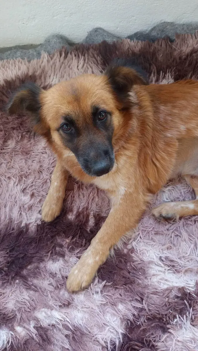 Cachorro ra a Mix colen idade  nome Princesa