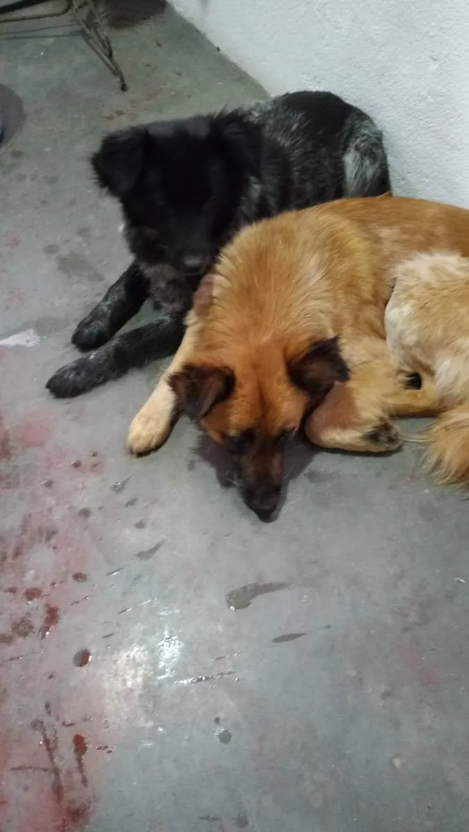 Cachorro ra a Mix colen idade  nome Princesa