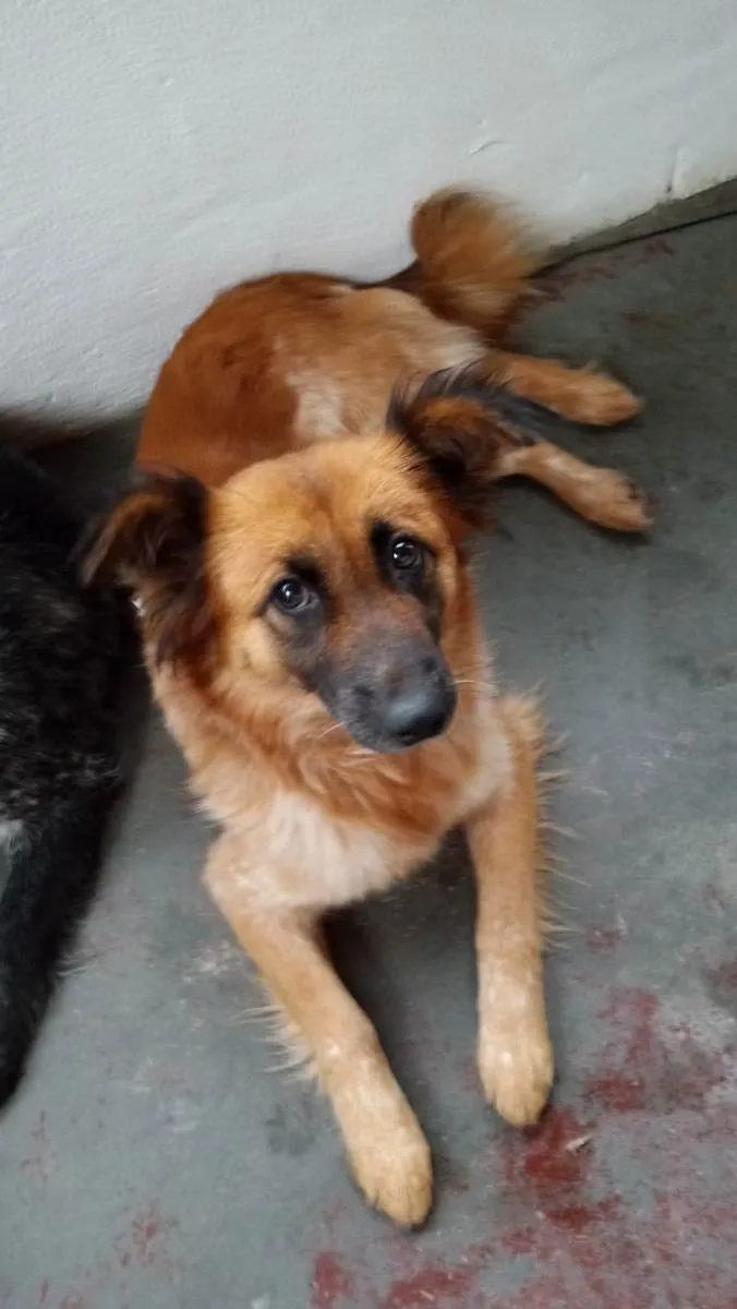 Cachorro ra a Mix colen idade  nome Princesa