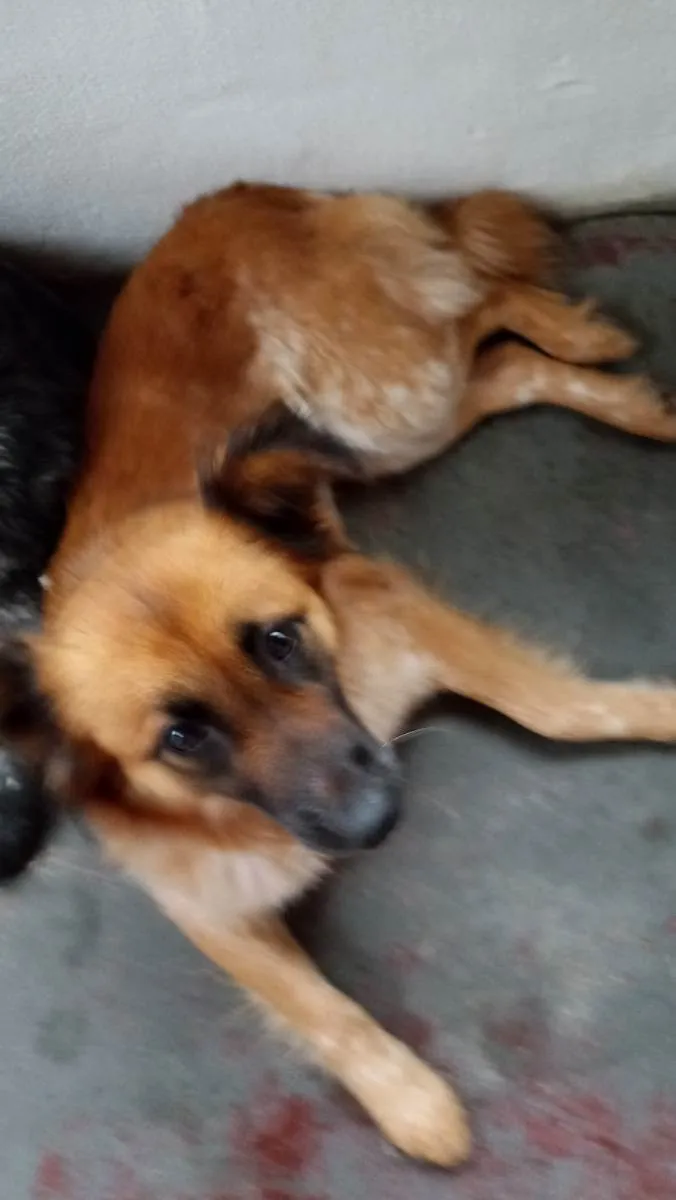 Cachorro ra a Mix colen idade  nome Princesa