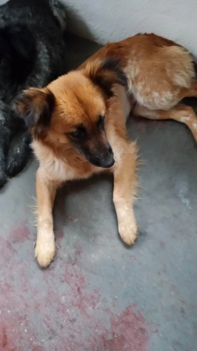 Cachorro ra a Mix colen idade  nome Princesa