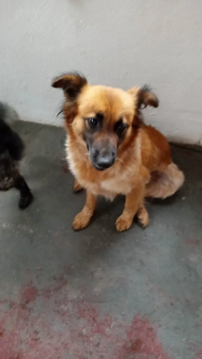 Cachorro ra a Mix colen idade  nome Princesa