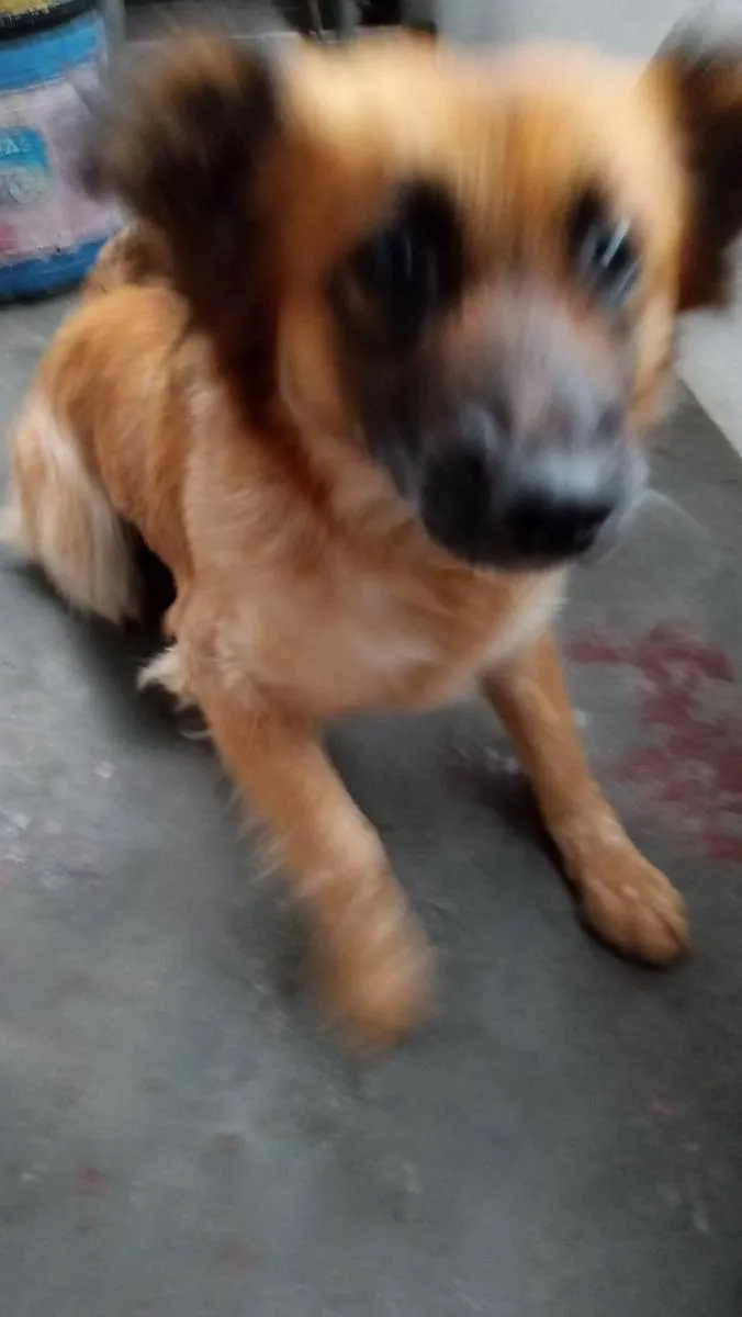 Cachorro ra a Mix colen idade  nome Princesa
