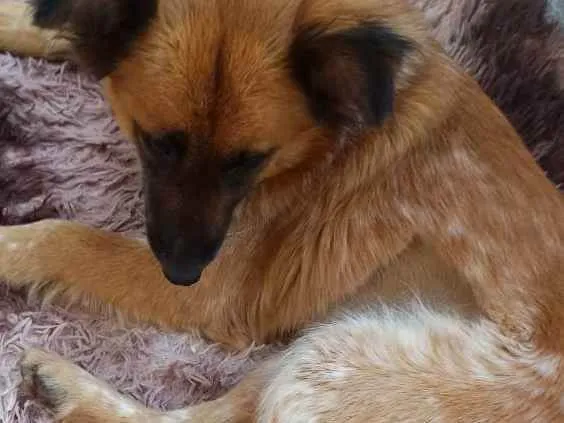 Cachorro ra a Mix colen idade  nome Princesa