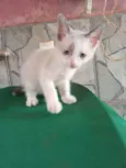 Tom
