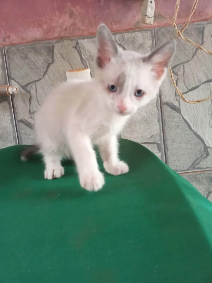 Gato ra a Ragamuffin idade Abaixo de 2 meses nome Tom