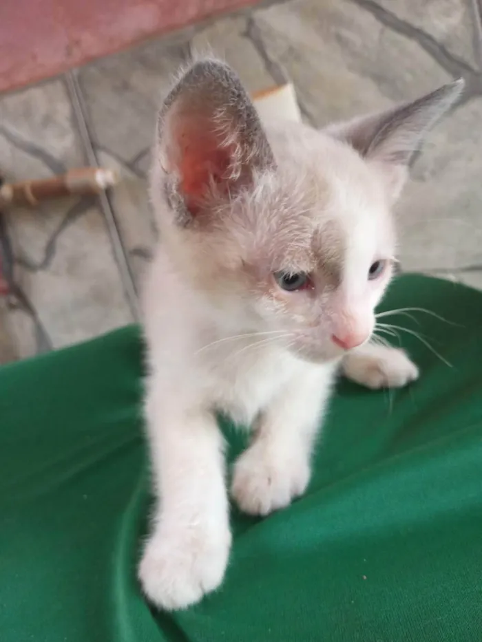 Gato ra a Ragamuffin idade Abaixo de 2 meses nome Tom