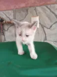 Tom