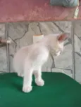 Tom