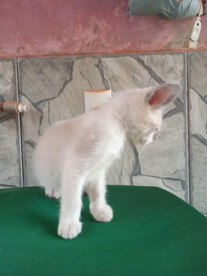 Gato ra a Ragamuffin idade Abaixo de 2 meses nome Tom