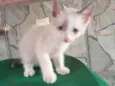 Tom