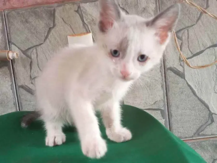 Gato ra a Ragamuffin idade Abaixo de 2 meses nome Tom