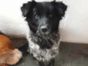 Cachorro raça Mix colen idade 3 anos nome Raposinha