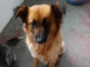 Cachorro raça Mix colen idade  nome Princesa