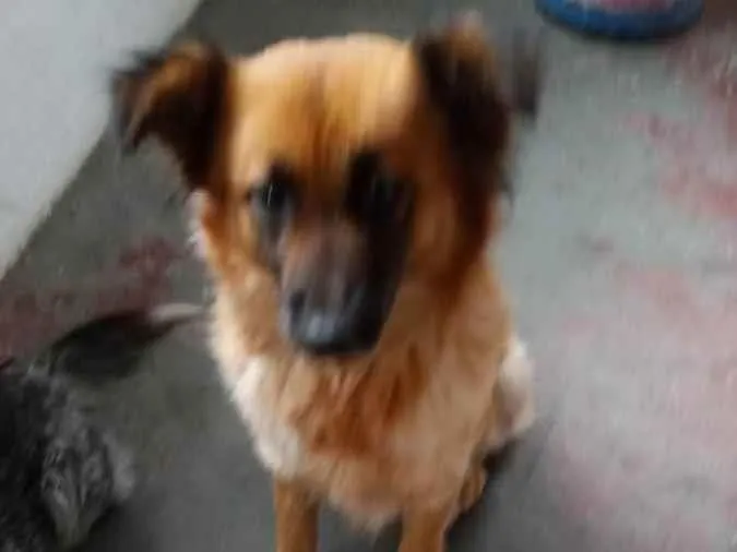 Cachorro ra a Mix colen idade  nome Princesa
