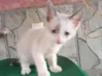 Tom