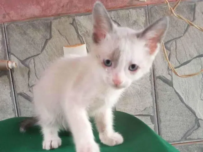 Gato ra a Ragamuffin idade Abaixo de 2 meses nome Tom