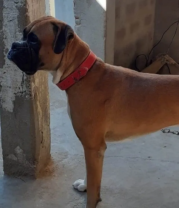 Cachorro raça Boxe Legítimo idade 4 anos nome Rex 