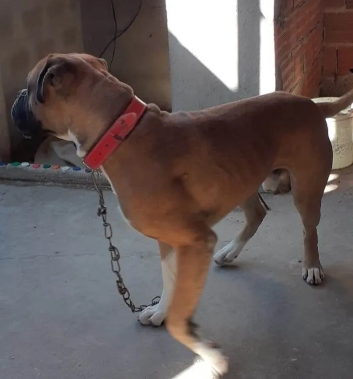Cachorro raça Boxe Legítimo idade 4 anos nome Rex 