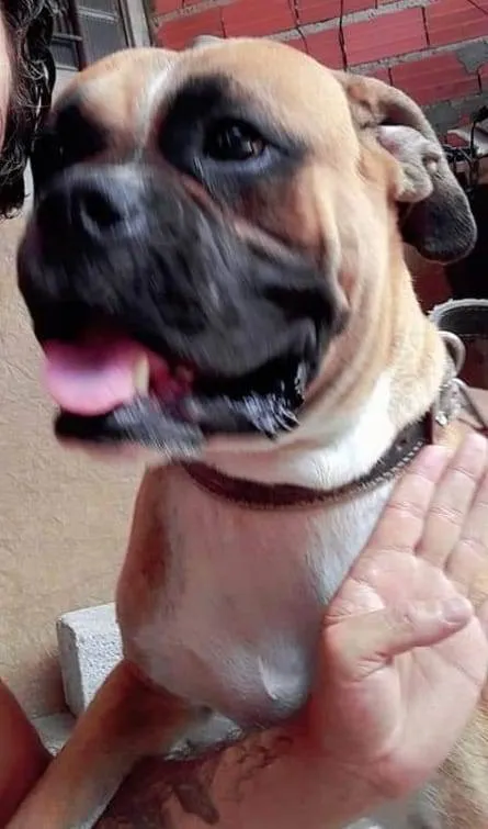 Cachorro raça Boxe Legítimo idade 4 anos nome Rex 