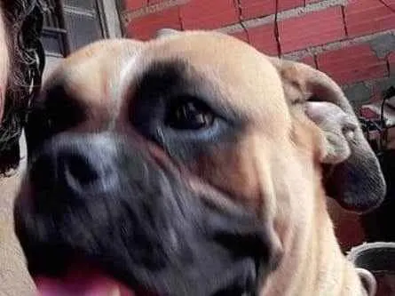 Cachorro raça Boxe Legítimo idade 4 anos nome Rex 