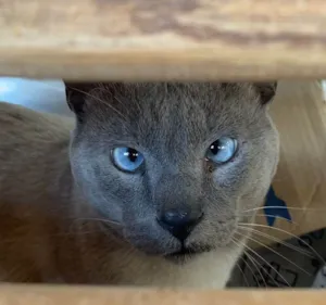 Gato raça SRD idade 1 ano nome Gatos  