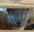 Gatos