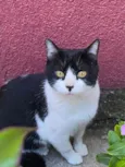 Gatos
