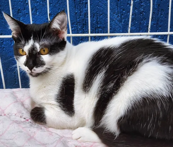 Gato raça SRD idade 7 a 11 meses nome BRUNA FRAJOLA