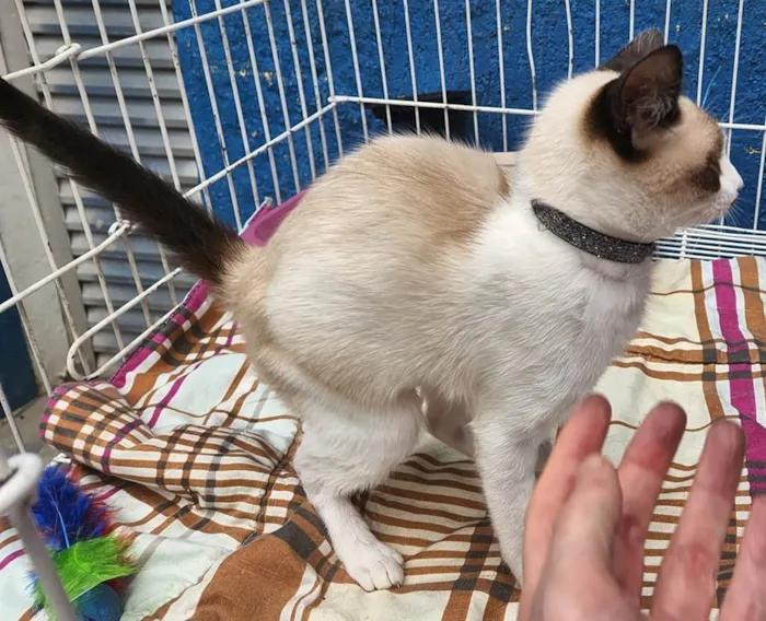 Gato raça SRD idade 2 a 6 meses nome CÉLIA MIX