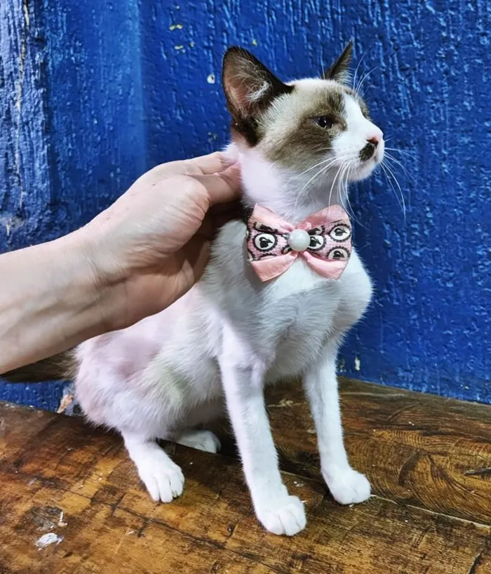 Gato raça SRD idade 2 a 6 meses nome CÉLIA MIX