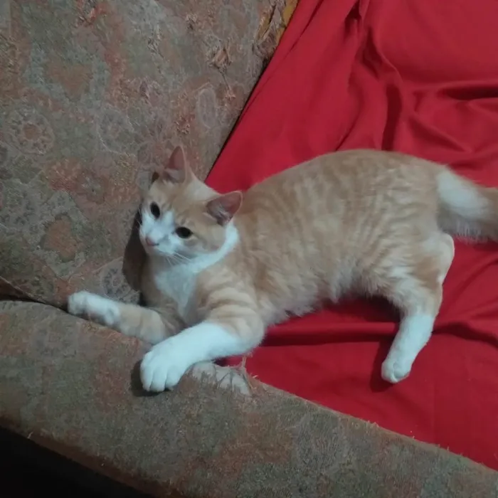 Gato ra a Srd idade 2 a 6 meses nome Tito