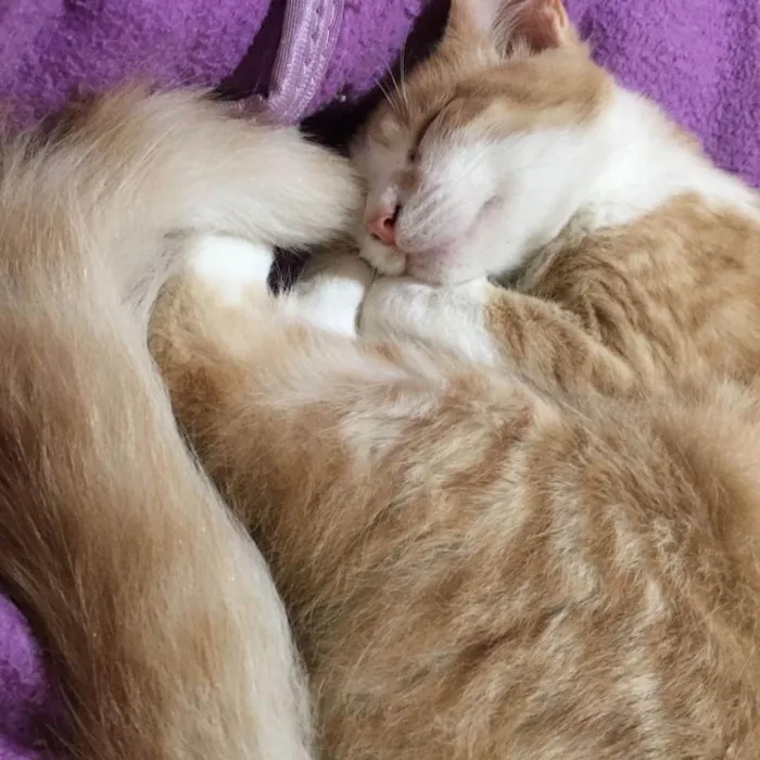 Gato ra a Srd idade 2 a 6 meses nome Tito