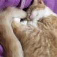 Tito