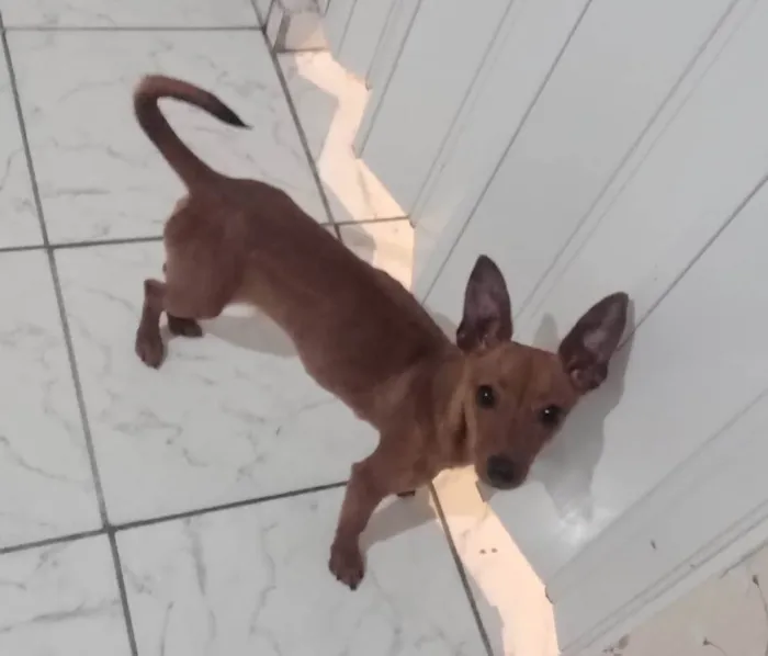 Cachorro ra a Srd idade 2 a 6 meses nome Sem nome 