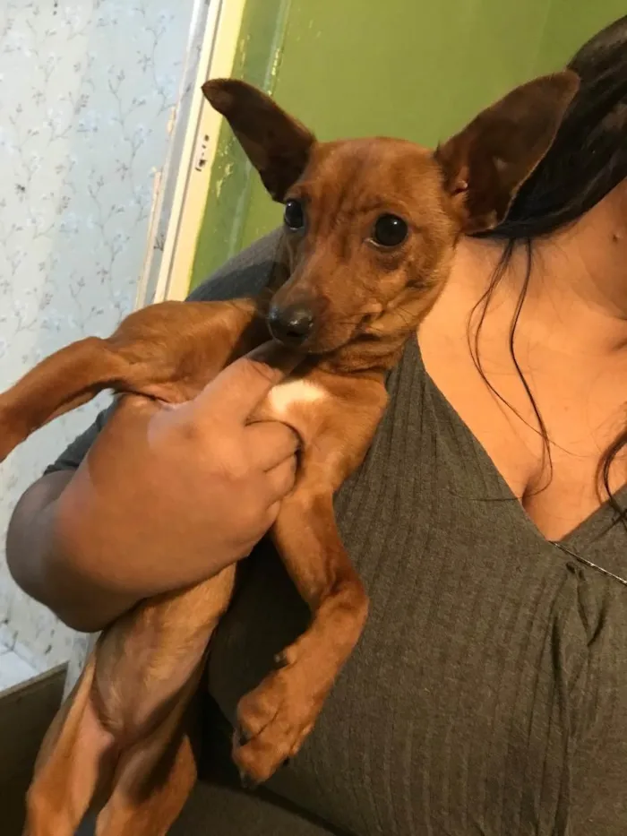 Cachorro ra a Srd idade 2 a 6 meses nome Sem nome 