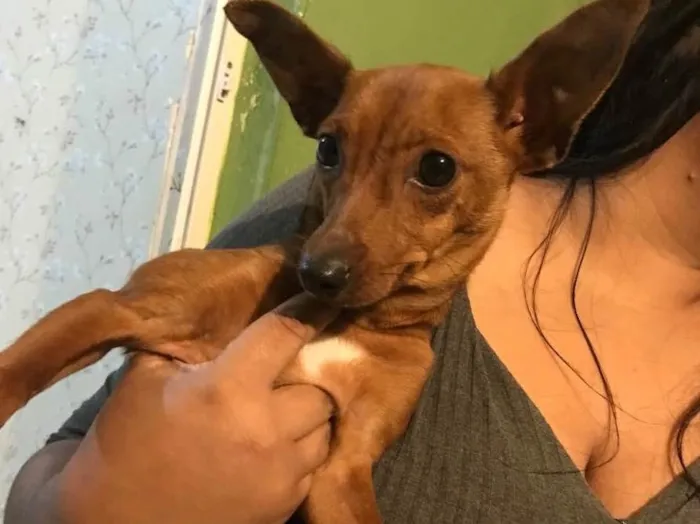 Cachorro ra a Srd idade 2 a 6 meses nome Sem nome 