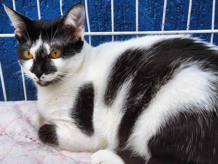 Gato raça SRD idade 7 a 11 meses nome BRUNA FRAJOLA