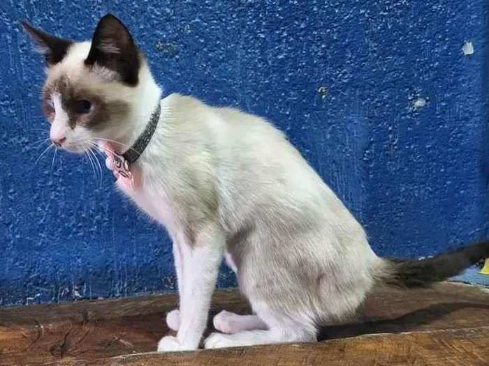 Gato raça SRD idade 2 a 6 meses nome CÉLIA MIX