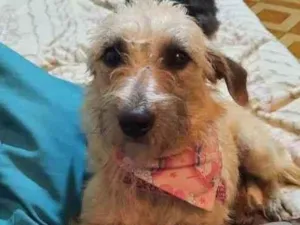 Cachorro raça SRD idade 1 ano nome Menininha