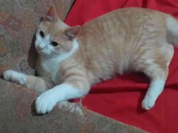Gato ra a Srd idade 2 a 6 meses nome Tito