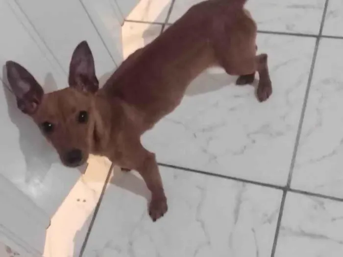 Cachorro ra a Srd idade 2 a 6 meses nome Sem nome 