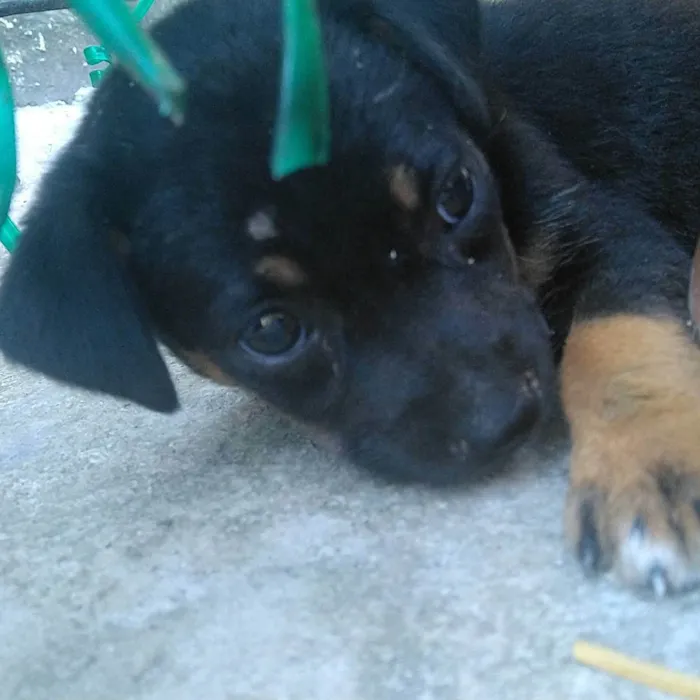 Cachorro ra a rottweiler idade 2 a 6 meses nome Safira 