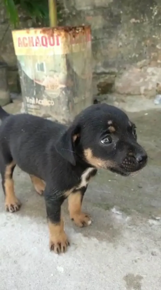 Cachorro ra a rottweiler idade 2 a 6 meses nome Safira 