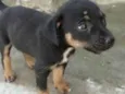 Safira 
