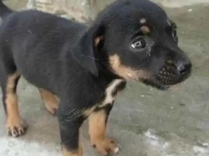 Cachorro ra a rottweiler idade 2 a 6 meses nome Safira 