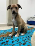 Cachorro raça SRD idade 2 a 6 meses nome Sem Nome
